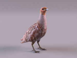grey partridge 3D Model