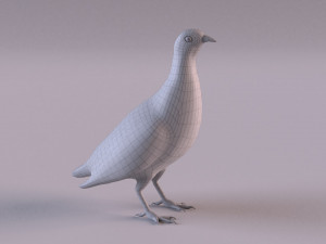 grey partridge 3D Model