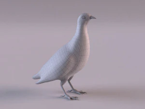 grey partridge 3D Model