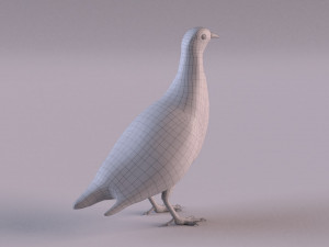 grey partridge 3D Model