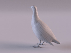 grey partridge 3D Model