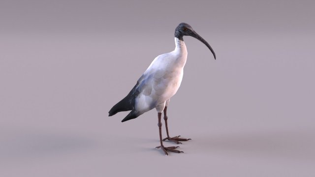 australian ibis 3D Модель .c4d .max .obj .3ds .fbx .stl .blend 