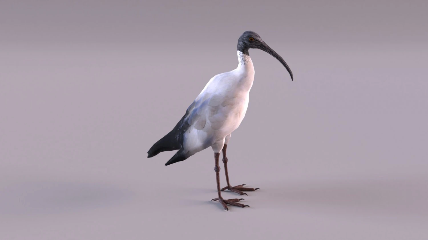 ibis australiano Modelo 3D .c4d .max .obj .3ds .fbx .stl .blend 