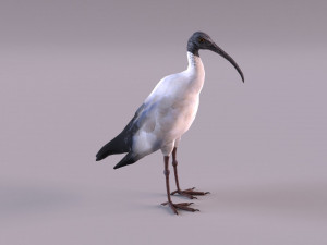 australian ibis 3D Model