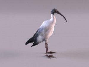 australian ibis 3D Модель