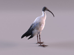 australian ibis 3D Модель