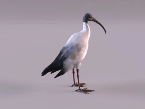 ibis australiano Modelo 3D