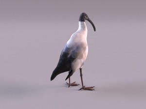 australian ibis 3D Модель