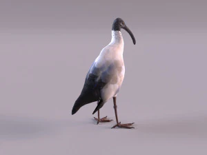 ibis australiano Modelo 3D