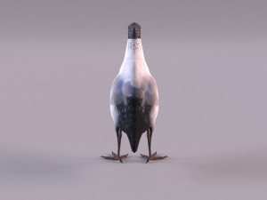 australian ibis 3D Модель