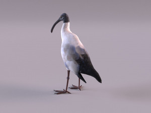 australian ibis 3D Модель