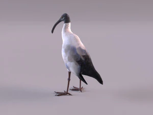 ibis australiano Modelo 3D