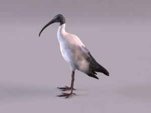 australian ibis 3D Модель
