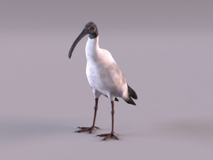 australian ibis 3D Модель