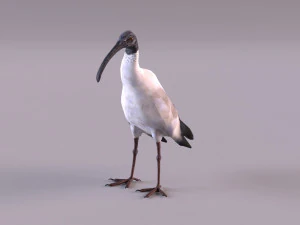 ibis australiano Modelo 3D