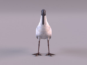 australian ibis 3D Модель