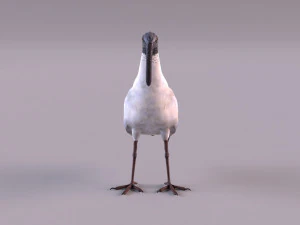 ibis australiano Modelo 3D