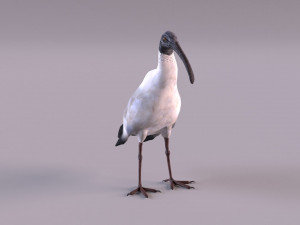 australian ibis 3D Модель
