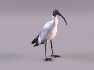australian ibis 3D Модель