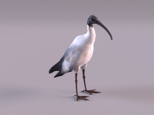 australian ibis 3D Модель
