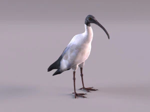ibis australiano Modelo 3D