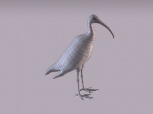 australian ibis 3D Модель
