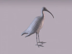 ibis australiano Modelo 3D