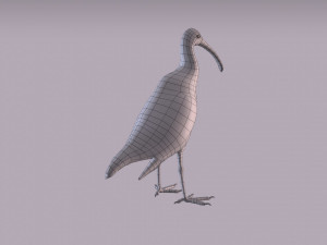 australian ibis 3D Модель