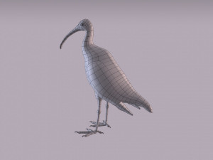 australian ibis 3D Модель