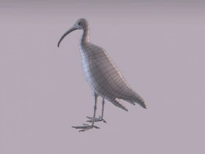 ibis australiano Modelo 3D