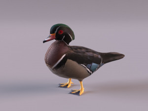 wood duck Modèle 3D