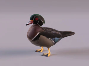wood duck 3D Model