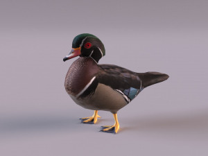wood duck Modèle 3D