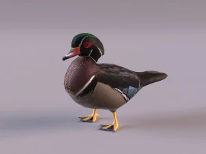 wood duck 3D Model