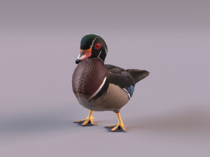 wood duck Modèle 3D