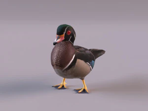 wood duck 3D Model