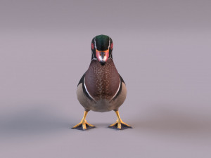 wood duck Modèle 3D