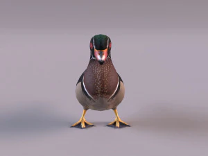 wood duck 3D Model