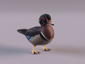 wood duck Modèle 3D