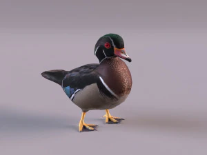 wood duck 3D Model