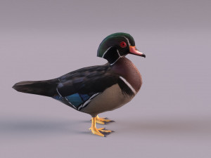 wood duck Modèle 3D