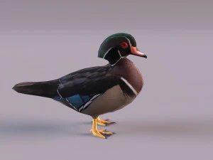 wood duck 3D Model