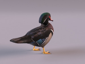 wood duck Modèle 3D