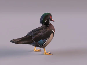 wood duck 3D Model