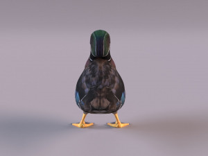 wood duck Modèle 3D
