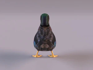 wood duck 3D Model