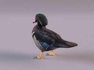 wood duck Modèle 3D