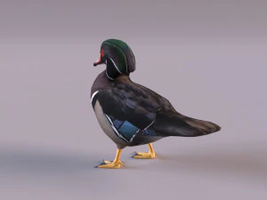 wood duck 3D Model