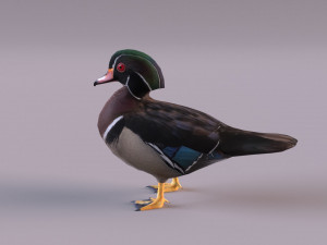 wood duck Modèle 3D