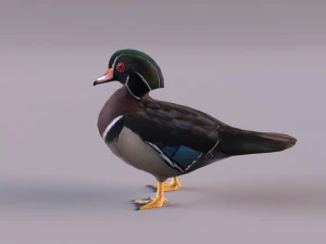 wood duck 3D Model